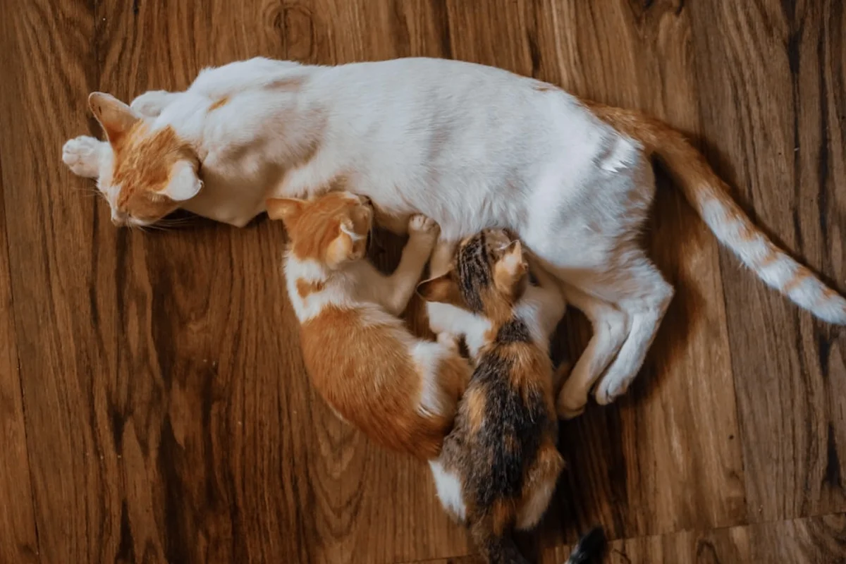 多頭飼い家庭におすすめのロボット掃除機｜大容量ダストボックスと強力吸引モデル